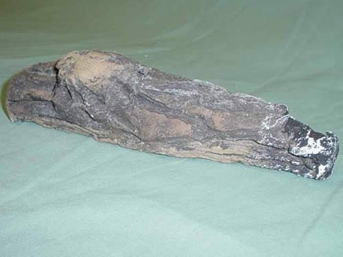 LOG, RIGHT TWIG (TOP) - LS6# � (AKA DVS I) - BERKSHIRE